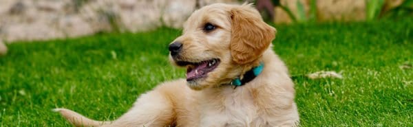 Leishmania: la malaltia de les mil cares