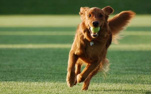 La dama té leishmaniosi