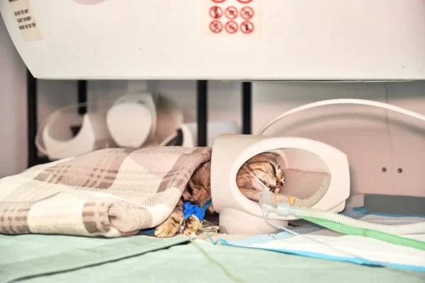 Com afecta la peritonitis infecciosa felina (PIF) al sistema nerviós i com es diagnostica