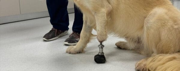 Un cas clínic d’endo-exopròtesi d’extremitat anterior