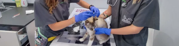 Importància vacunal felina