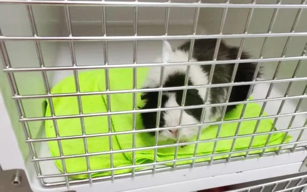 Sala hospitalització exòtics