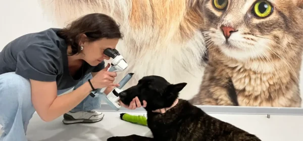 Aparells d'oftalmologia