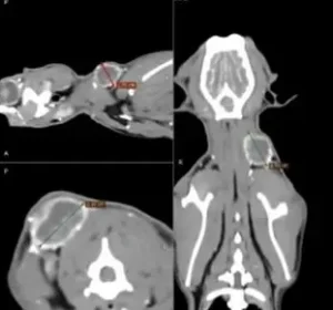 Fibrosarcoma en gats-Figura 1_ CasQuimio Figura 1. TC pre i postcontrast (600 ml/kg iv) en algorisme d’alta i baixa freqüència. El TC mostra una massa d’atenuació de teixit tou a la zona subcutània cervical esquerra amb captació de contrast perifèrica. S’observa la infiltració als teixits tous profunds adjacents.