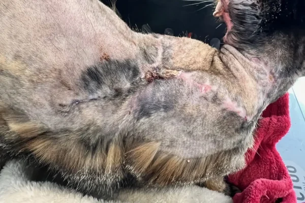 Fibrosarcoma en gats-Figura 2a_CasQuimio Figura 2a. Aspecte del penjall toracodorsal un mes després de la cirurgia, en el moment d’inici del tractament quimioteràpic