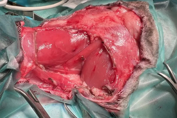 Fibrosarcoma en gats-Figura 2b Figura 2b. Cirurgia. Pla quirúrgic amb hemostàsia i resecció dels marges laterals i profunds