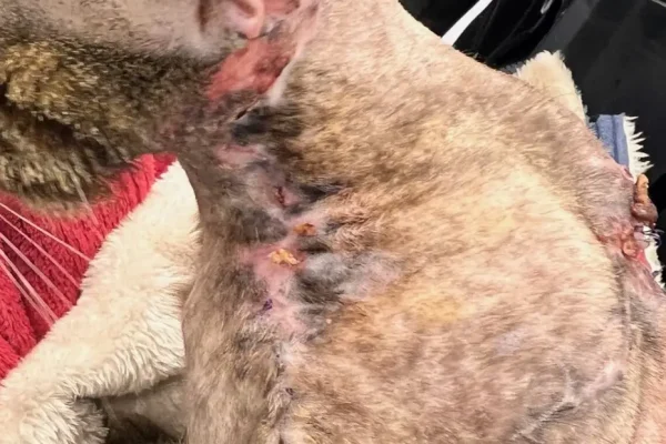 Fibrosarcoma en gats-Figura 2b_CasQuimio Figura 2b. Aspecte del penjall toracodorsal un mes després de la cirurgia. Comença el tractament quimioteràpic