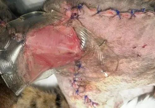 Fibrosarcoma en gats-Figura 4 Figura 4. Defecte després del fracàs del penjall en un primer intent quirúrgic. La ferida es manté humida, temperada i protegida perquè el llit sigui viable