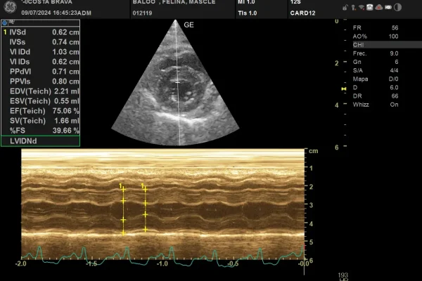 Mode M. Tall transversal del ventricle esquerre – Hospital Veterinari Costa Brava Mode M. Tall transversal del ventricle esquerre - Hospital Veterinari Costa Brava
