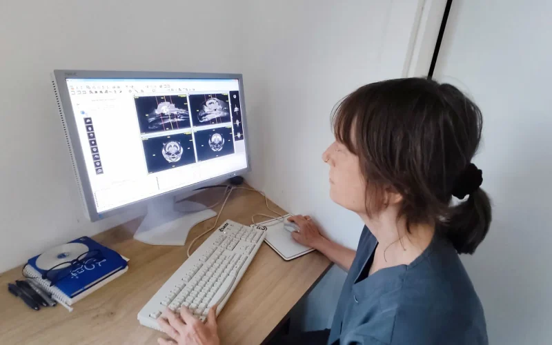 Neurologia Hospital Veterinari Costa Brava