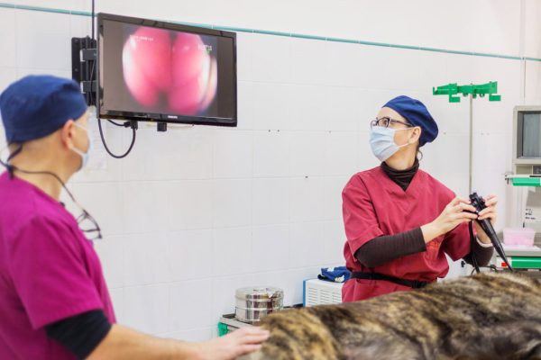 Endoscopia per a mascotes a Hospital Veterinari Costa Brava de Palafrugell