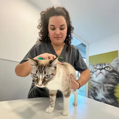 hospital-veterinari-costa-brava-vacuna-gats hospital-veterinari-costa-brava-vacuna-gats