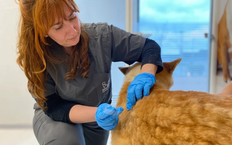 hvcostabrava-dermatologia