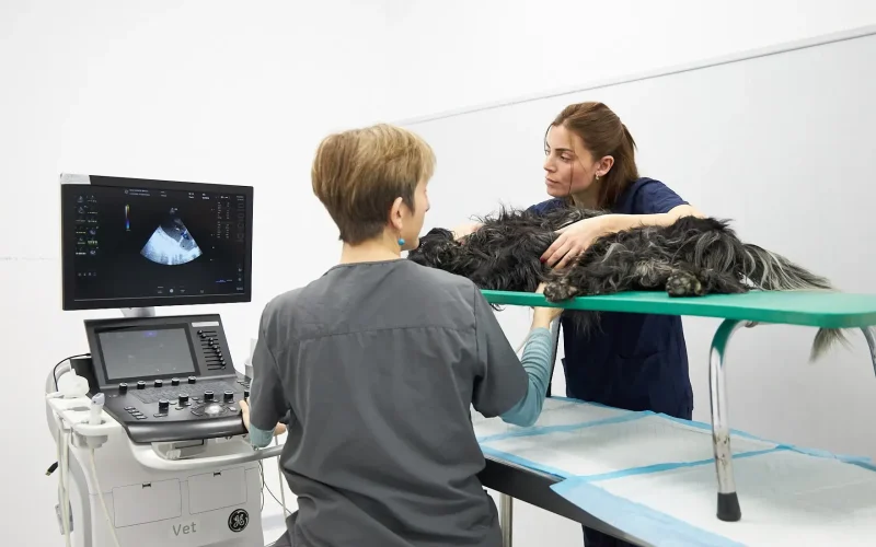 hvcostabrava-ecocardiografia