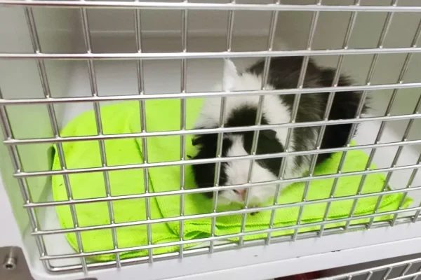 hvcostabrava-hospitalizacion-exoticos1