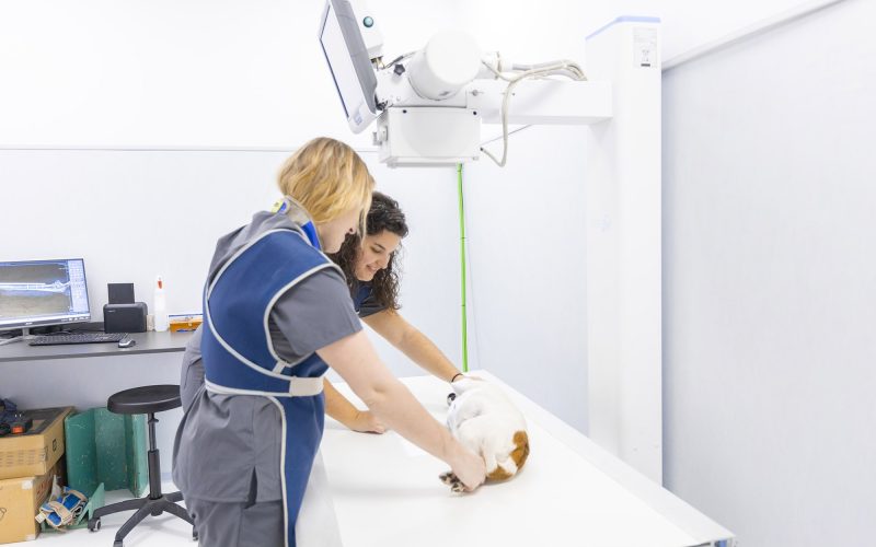Radiografia gos Hospital Veterinari Costa Brava Palafrugell