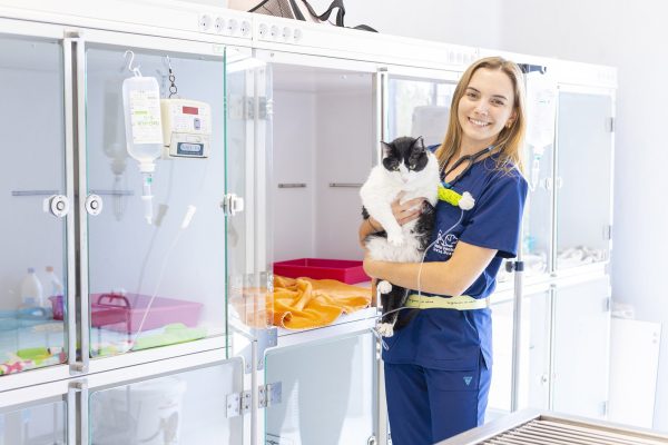 Hospitalització gats Hospital Veterinari Costa Brava