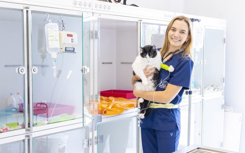 Hospitalització gats Hospital Veterinari Costa Brava